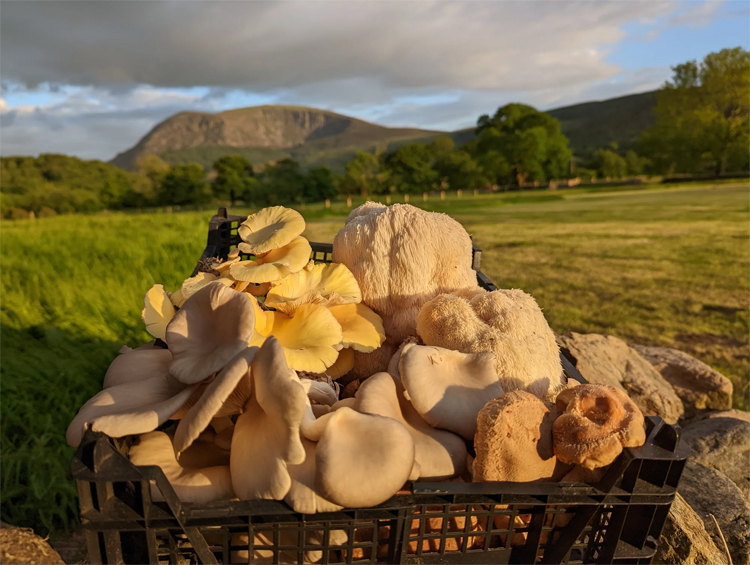 Mushrooms grown at the farm