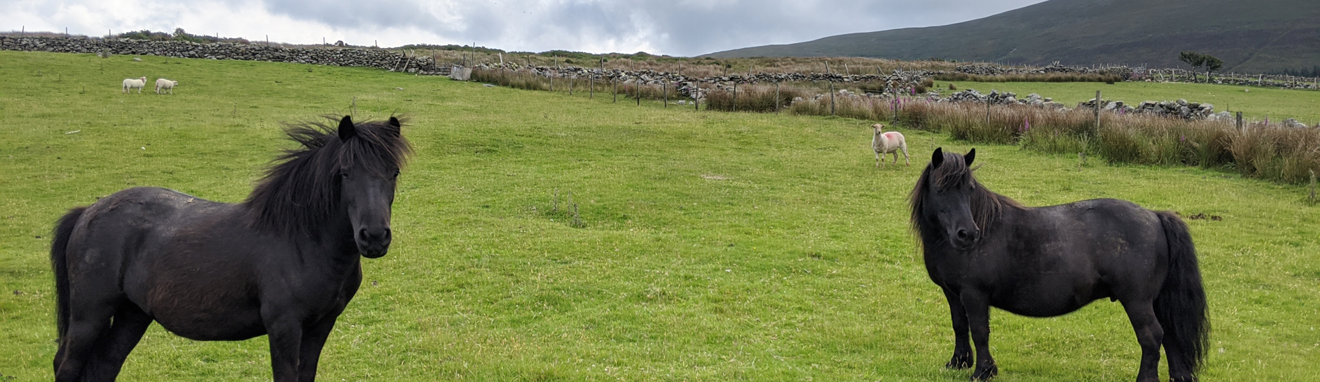 Ponies grazing at Tyn-yr-Onnen farm